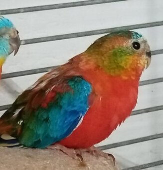 Neofema tyrkysová - 1