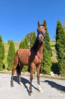 Figurantný 3r andalúzsky valach