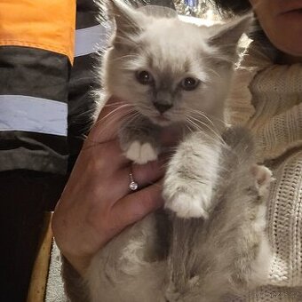 Koťátka od sibiřské kočičky