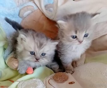 Britská koťátka s PP