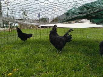 Ayam Cemani kohouti