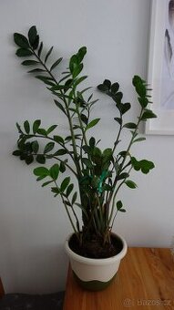 Zamioculcas