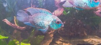 Akara electric blue