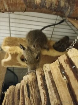 Osmáci degu