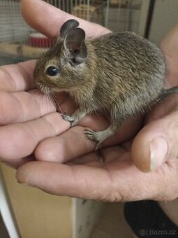 Osmáci degu