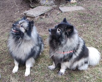 Keeshond / Vlčí špic s PP