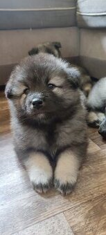 Keeshond / Vlčí špic s PP - pejsek