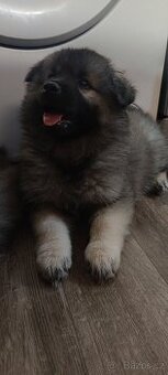 Keeshond / Vlčí špic s PP - FENA
