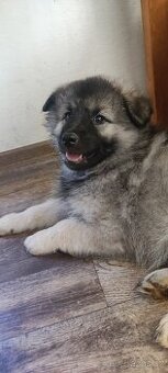 Keeshond / Vlčí špic s PP - FENA