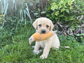 štěňata labrador a – připravena k odběru Bílý kluk