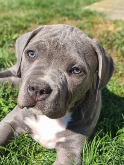 Chlapeček American bully XL k odběru - 1