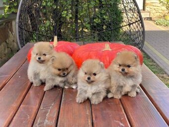 Pomeriana Boo