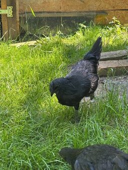 Kohout Ayam cemani