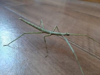 Pakobylka rohatá - Medauroidea extradentata