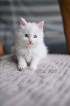 Mainská mývalí - maine coon - MCO - bíla modrooka kočička