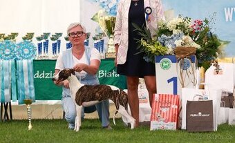 Chart angielski whippet FCI