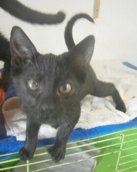 Hravý, akční, mazlivý 2,5měsíční černý Koumáček