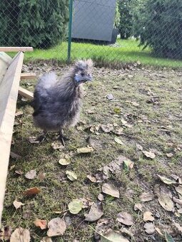 Kohoutek hedvabničky