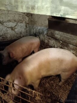 Prodám vykrmené prase