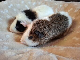 Morče - dva bráškové Ouško a Čumáček, US Teddy