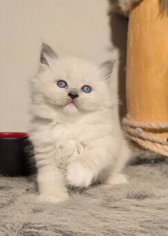 Sibiřská kočka - Něvská Maškaráda s PP _