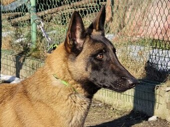 Roční Fenka Malinois