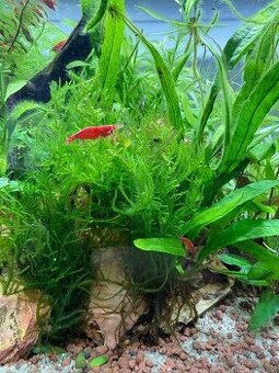 Krevetky neocaridina red sakura - Praha