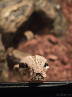 Hroznýš královský