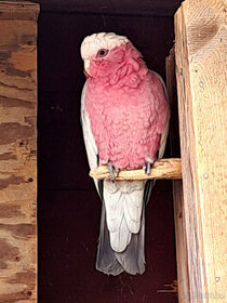 chovný samec kakadu růžový,