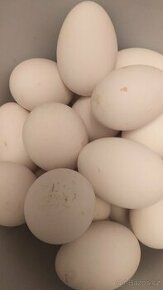 Prodej Kachní vejce se prodávají 100 Kč 10 ks.Husí vejce 200