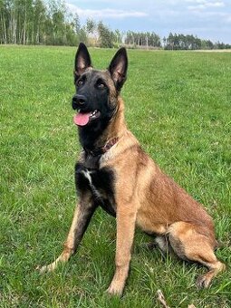 Belgický ovčák malinois