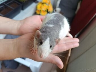 Potkani slecny dumbo rex
