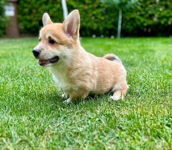 Welsh Corgi Pembroke psík - 1