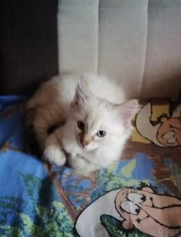 Ragdoll Kocourek