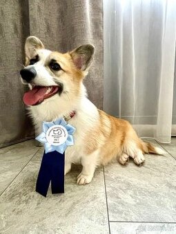Welsh Corgi Pembroke roční fenka s PP