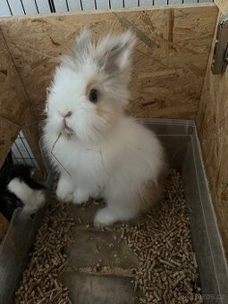 Králíčci Aron a Loki