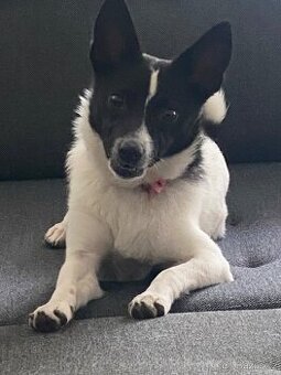 Jack Russel s čivava: stáří 8 měsíců: aktuální