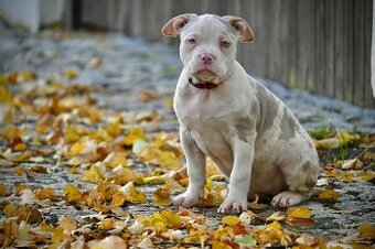 Štěňátka American Bully