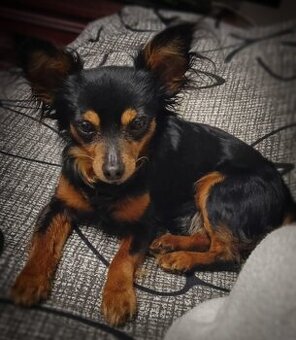 Pražský krysařík