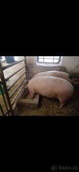 Prodám doma vykrmené prasata..