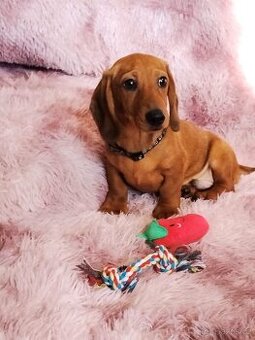 Jezevčík hladkosrstý trpasličí/králičí