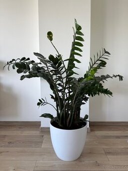 Zamioculcas výška 110 cm, průměr 110 cm