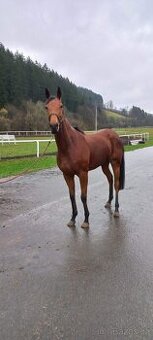 Westminster Queen-A1/1