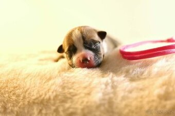 Americký stafordšírský teriér - štěňátka s PP