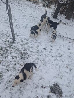 Štěnata Border kolie