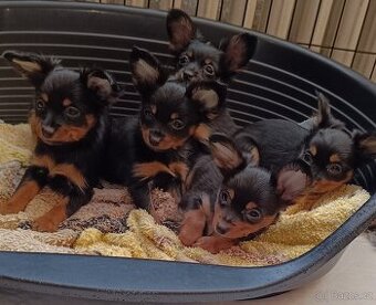 Ruský toy s PP - dlouhosrstý