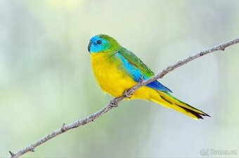 Koupim 0.1 neofema tyrkysova