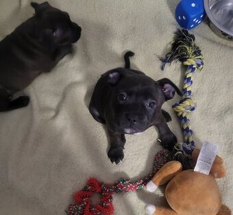 Stafordširský bulterier