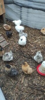 Hedvábnička zdrobnělá