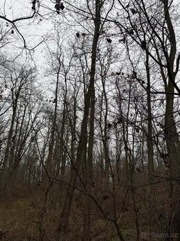 Prodej lesního pozemku k.ú. Mutěnice